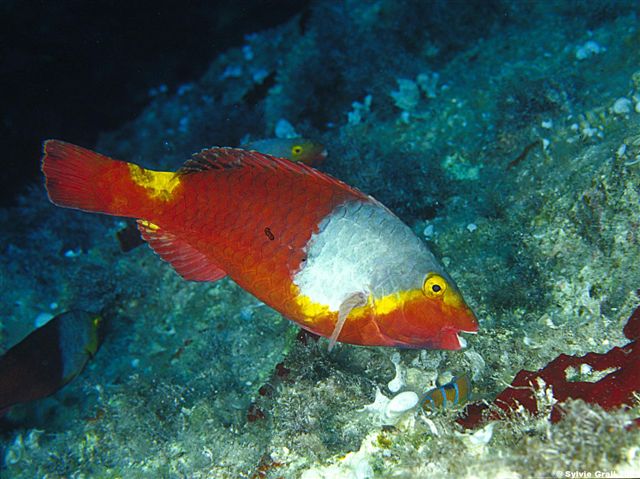 Sparisoma cretense femelle